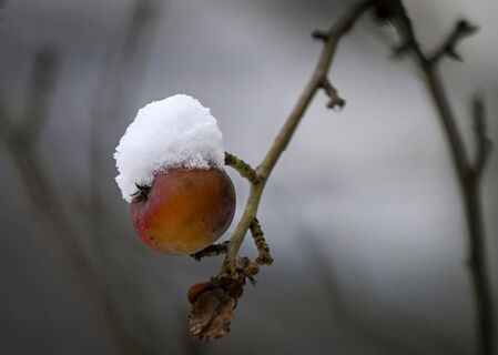 100 г на 10 л. воды – и о гнилых яблоках можно забыть: ни монилиоза, ни парши – мощная весенняя обработка 