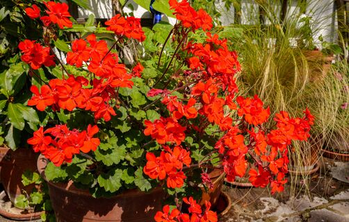 25 капель под корень - и герань выпустит десятки бутонов: вместо лысой пеларгонии - роскошная красавица