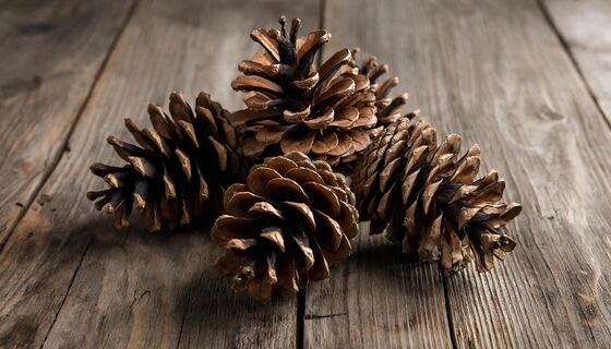 Сосновые шишки — золото для дачника: 5 способов использовать их с пользой