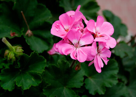 Герани в конце зимы - обязательно: 1 стакан под корень - и весной бутоны лезут наперегонки