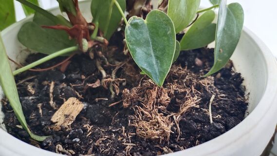 При появлении мошек в цветочных горшках - сразу же: развожу 20 г в воде - и вредитель исчезнет навсегда, хватит 1 полива 