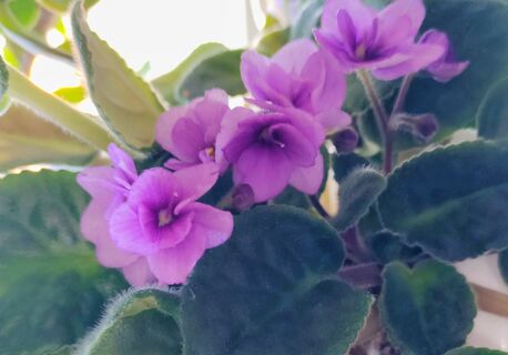 Если фиалка не цветет - обязательно: смешиваю 2 компонента - и сенполия вся укутается бутонами 