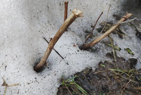 Малине в начале апреля - обязательно: 5 кг под кусты - и урожайность выше в 3 раза, ягоды будут размером с клубнику 