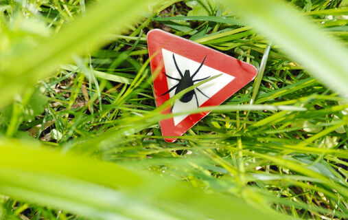 Сделайте так – и клещи разлюбят ваш участок: не химия и не пахучие цветы – вот чего членистоногие не жалуют