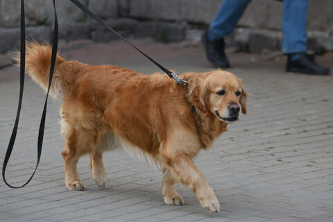 В Петербурге взялись за собак: ЗакС поддержал рост штрафов за нападения питомцев на людей