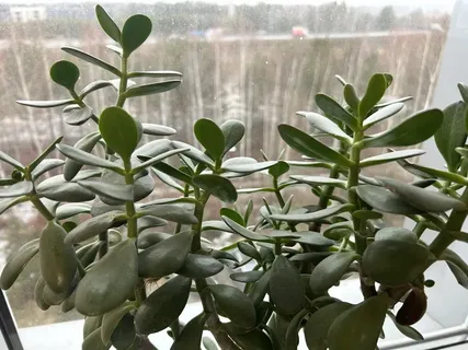 Денежному дереву в феврале – как воздух: подкормили такой мукой – и крассула будет мощнее баобаба