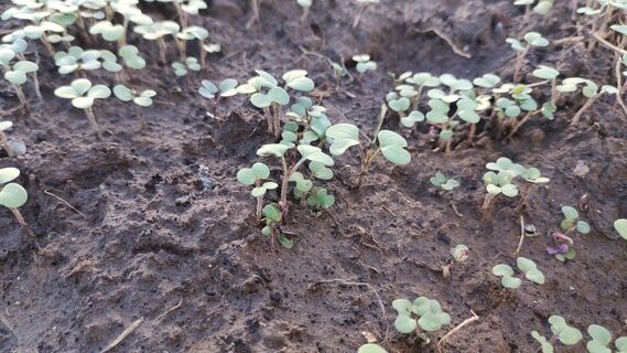 Когда и как сеять горчицу весной 2026 года, чтобы она принесла максимум пользы огороду: сроки, правила, советы агронома 