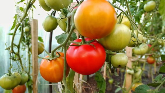 Не сорт, а томатный склад: штампует помидоры с дикой скоростью - устанете собирать 