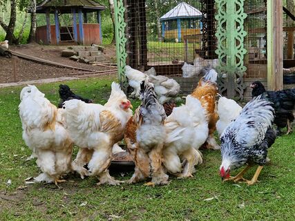 Выпаиваю несушек травяным настоем — и собираю по 40 яиц за день: продуктивность кур выше, чем на птицефабрике
