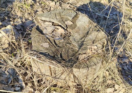 Беру 2 кг порошка - и на старый пень: растворится в воздухе бесследно - без корчевания 