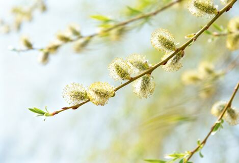 Народные приметы на 20 марта - день Павла Капельника: на прохладное и дождливое лето укажут 3 признака