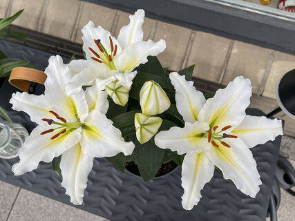 Только не лейте органику: чего хочет лилия весной – 4 шага до королевского цветения