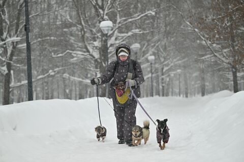 собаки, парк, прогулка