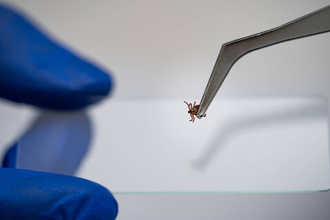 20 капель – и ни один клещ не вопьется: действует мощнее любых репеллентов  