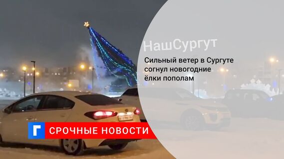 Сильный ветер в Сургуте согнул новогодние ёлки пополам