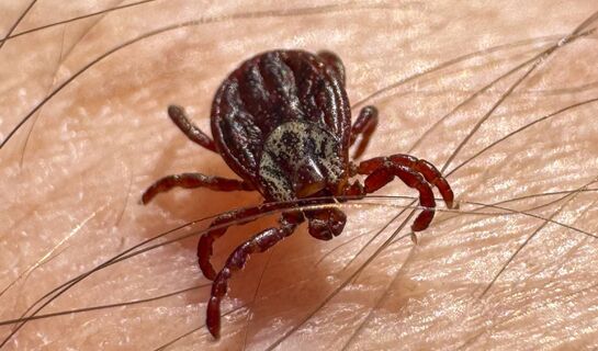 Клещи драпают, "теряя тапки": Посыпаю весь участок порошком в марте - и можно отдыхать