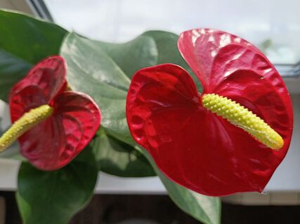 Антуриум цвести не перестанет: как ухаживать за цветком из магазина, когда пересадить и чем подкормить 