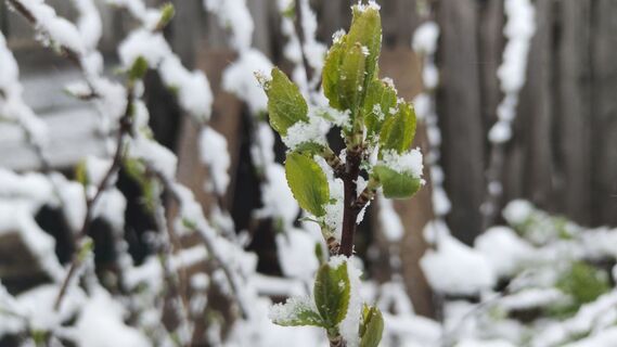 Перед возвратными заморозками – срочно: 3 правила сохранят сад целым – работает даже при -5°C