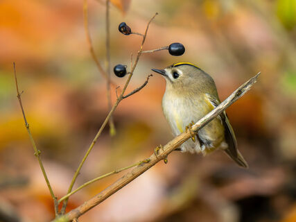 Не сетки и не мульча – вот как отпугнуть птиц и защитить ягоды: 3 высокотехнологичных способа – не пропадет ни одна ягодка