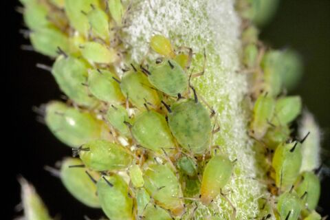 Яблонная тля сгорела заживо: одно средство за копейки — и деревце "очистилось" от паразита, яблок дает немерено