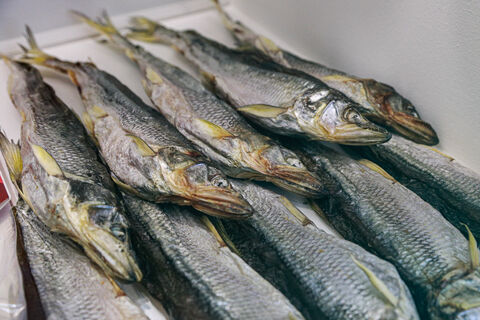 рыба, корюшка