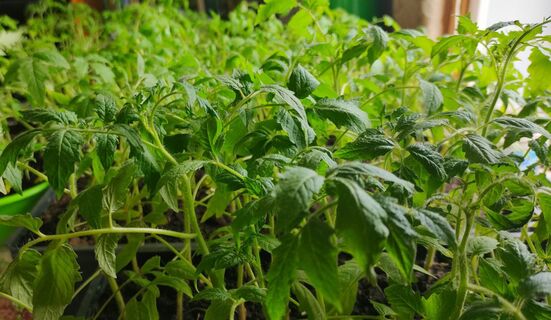 Во время пикировки томатам – обязательно: 1 щепотка в грунт – рассада станет дубовой, крепкой и живучей