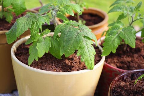 Эти 5 ошибок при посеве совершает каждый 3-й дачник: томатов потом с гулькин нос