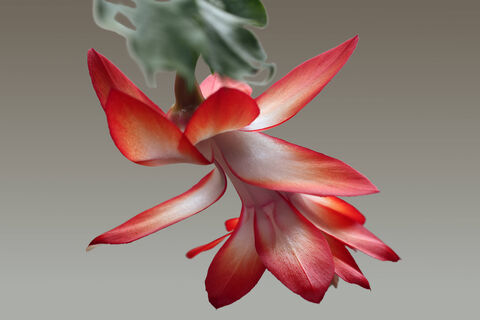 В марте декабристу – идеально: 1 шт. в воду – и шлюмбергера завалит цветами – бутоны полезут как угорелые на каждом сегменте