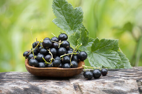 Смородина выдаст 1000000 ягод с куста: 4 важные подкорки для образования плодов