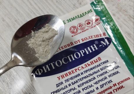 Агроном Давыдова раскрыла, как развести «Фитоспорин»: почему дачники скупают это средство пачками