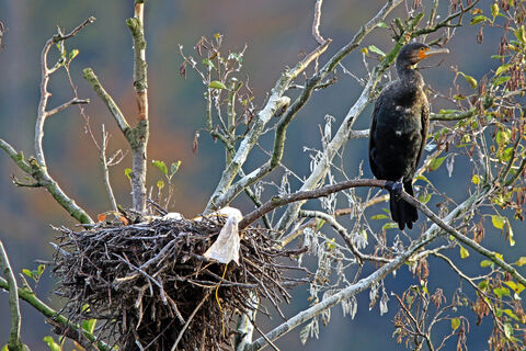 Народные приметы на 2 апреля – к холодному лету: день Фотиньи Колодезницы
