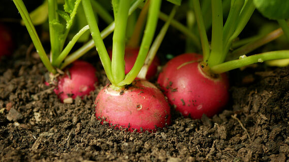 2 ложки на ведро – и редис попрет как на черноземе: вырастет размером с кулак, сочным и сладким – мощная подкормка  