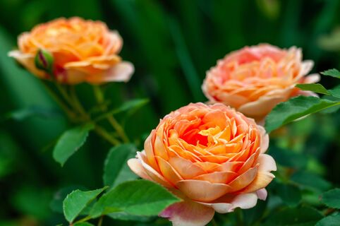 Розам в мае - необходимо: всего 2 подкормки - и цветение не унять, каждый бутон размером с кулак