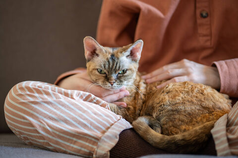 Сквозняки - их враг: какие породы кошек склонны к простудам - важно следить за здоровьем этих питомцев