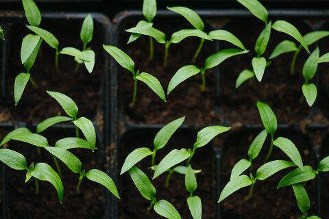 Пикировка или перевалка - что для рассады перцев лучше: от этого зависит качество плодоношения