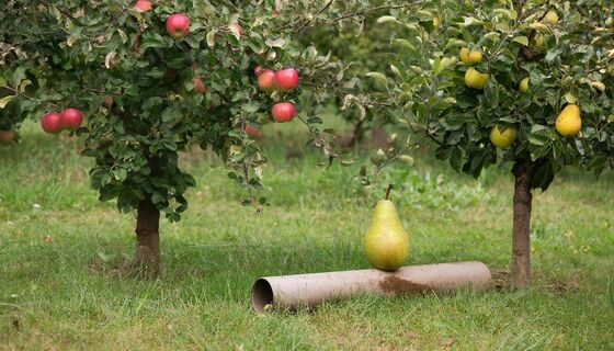 В апреле закапываем под яблоню 1 "пластмассу" – и урожай ломит ветки: секрет агрономов из Китая