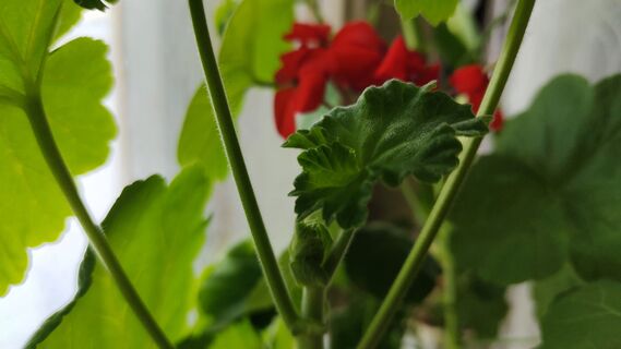 1 капля под корень раз в месяц - и герань хоть в клипе снимай: штампует бутоны охапкой круглый год, даже без полива