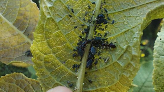 5 мл на ведро воды – и тля осыпается за секунды: никакой химии, ягоды не горчат после обработки