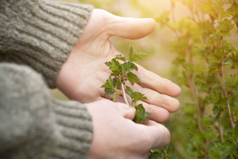 Апрель не проспите, иначе смородины не видать: чем опрыскать кусты, пока почки не распустились - 3 варианта