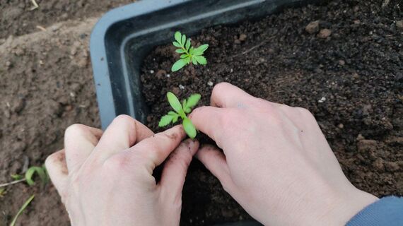 1 ложка под корень - и любая рассада крепче баобаба: рослая, толстая, с мощными корнями - растет даже без света 