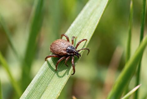 Никаких ядовитых ошейников: для защиты собаки от клещей хватит этого отвара - паразиты разбегутся со скоростью пули