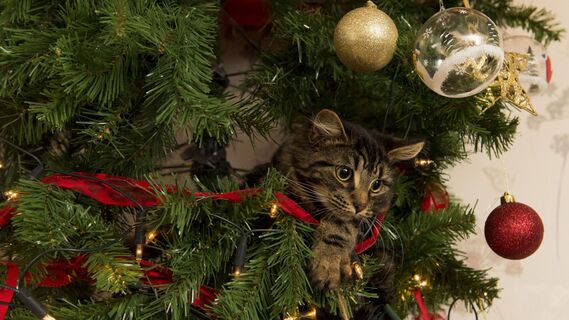 Питомец больше не разобьет игрушки