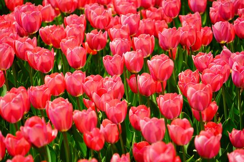 После всходов тюльпанам - обязательно: 500 мл на куст - и цветов видимо-невидимо, затмят розы и пионы