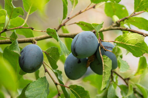 Вишня и слива не прощают этих ошибок весной - урожайность сразу устремится к нулю: что нельзя делать