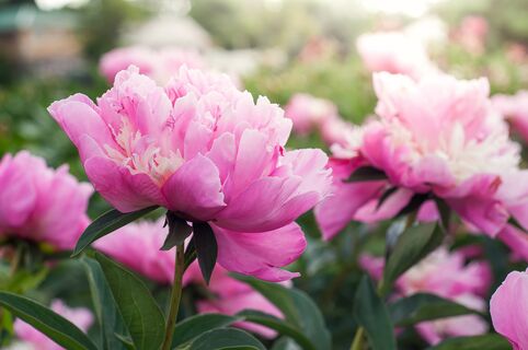 В апреле пионам – важнее кислорода: продуманная система из 3-х подкормок – и роскошное цветение не за горами