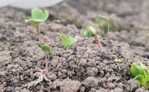 При появлении всходов редису - обязательно: 1 стакан - и корнеплоды созреют на 2 недели раньше, сладкие, сочные, хрустящие 