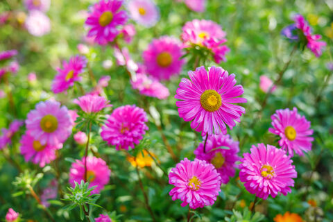 Выбираем 4 многолетника - и проблем не знаем: красочно цветут до глубокой осени - подходят даже для "чайников"