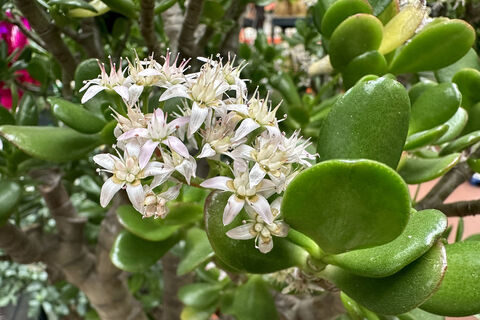 Для сочных листьев толстянке – первым делом: 1 ложка в горшок – и суккулент станет мощным, мясистым и "жирненьким"
