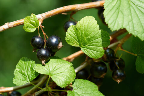 Что не любит смородина - всего 3 пункта: с такими ошибками про урожай можно забыть - ягод не будет