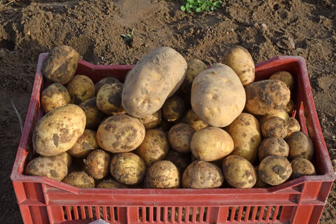 Матерые дачники выбирают этого немца и горя не знают: с одного куста – по 5 кг скороспелых мощных картофелин